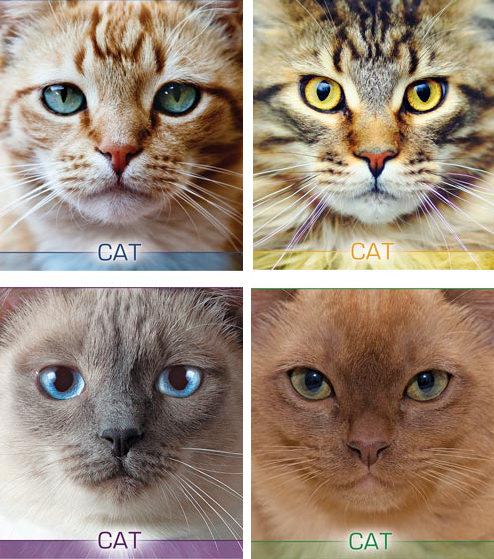 

/Тетрадь 48л (клетка) 2677к Котячьи портреты