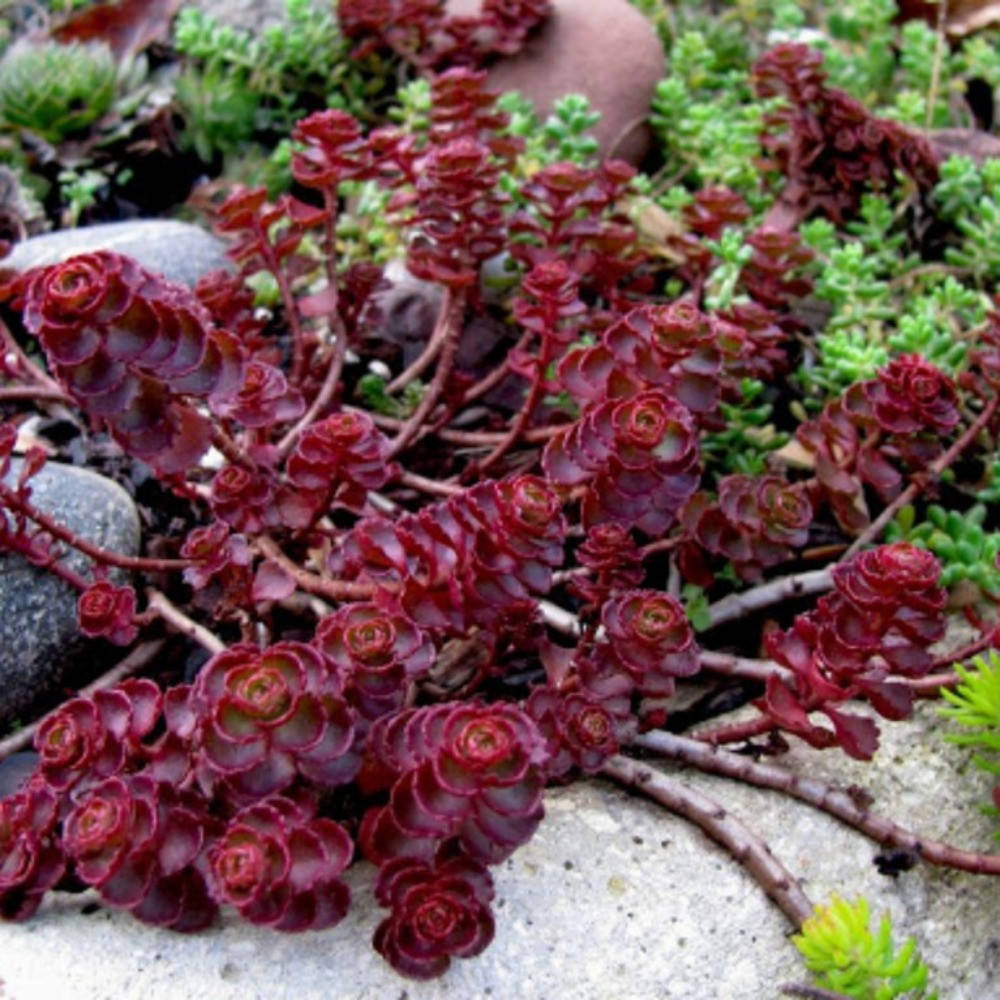 

Седум «Вуду » Очиток «Вуду» Sedum «Spurium Voodoo» (3)