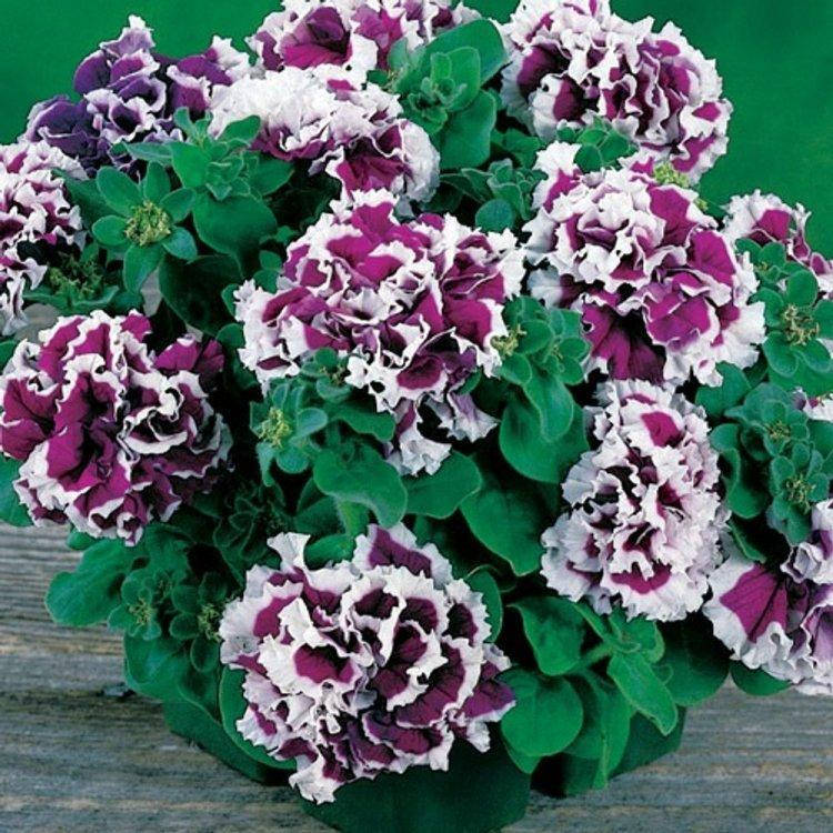 

Семена Петуния махровая Бикола F1 50 сем W.Legutko 5150, Фиолетовый