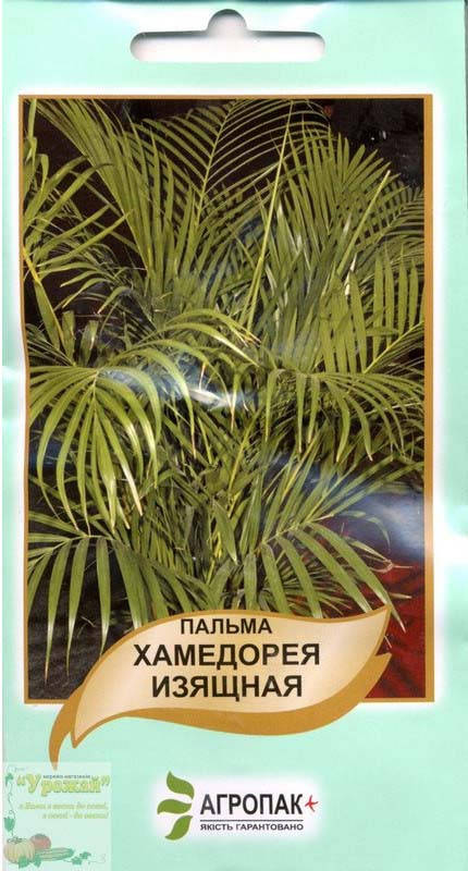 

Семена Пальма Хамедорея 5 шт