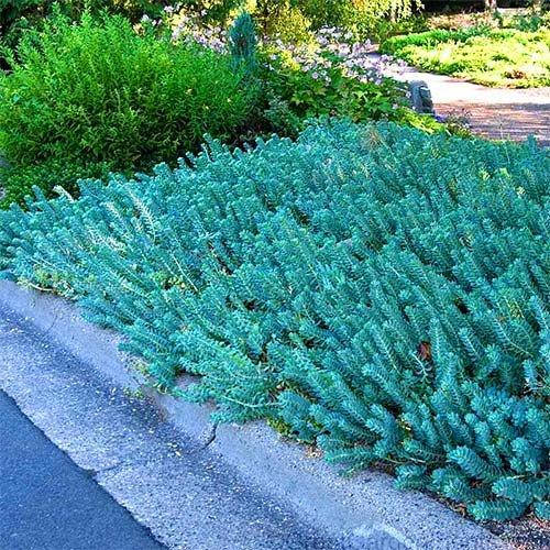

Седум Blue Spruce (саженцы)