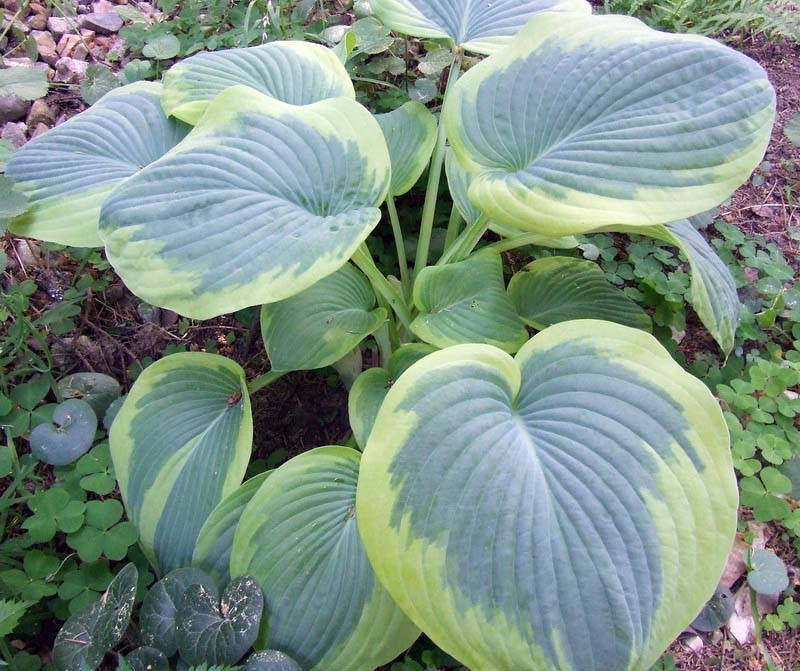 

Хоста Tokudama (Токудама) корневище