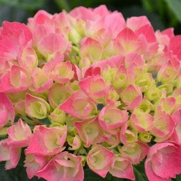 

Гортензия крупнолистная Schöne Bautznerin (Red Baron), Hydrangea macrophylla Schöne Bautznerin (Red Baron)