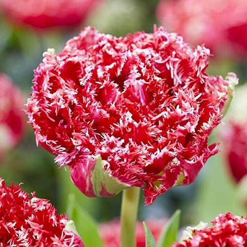 

Тюльпан QUATAR 2шт.