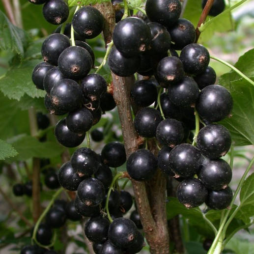 

Тибен - саженцы черной смородины 2-летние