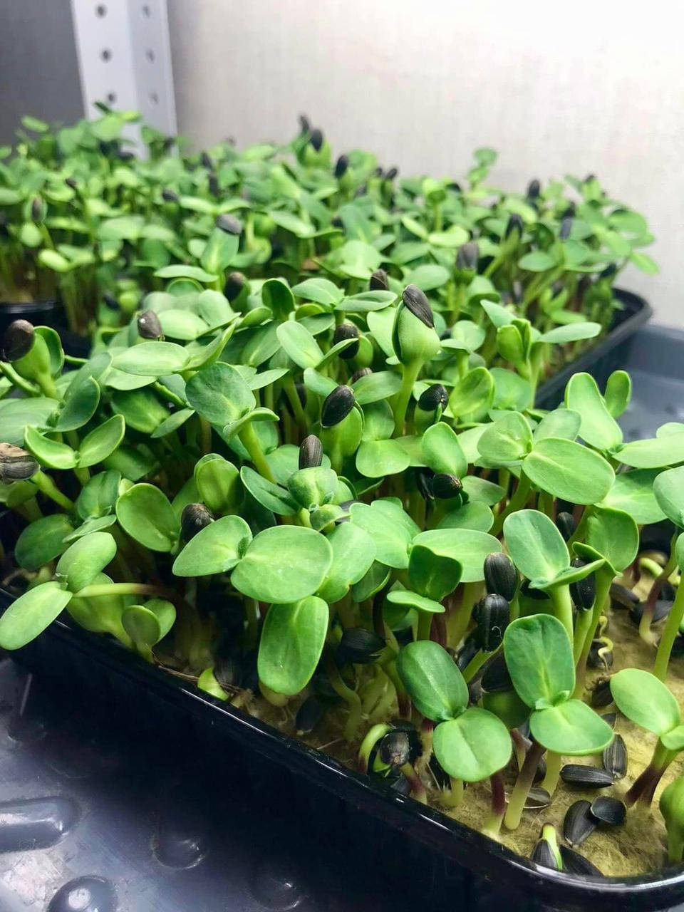 

Мікрогрін Соняшник для мікрозелені 10г