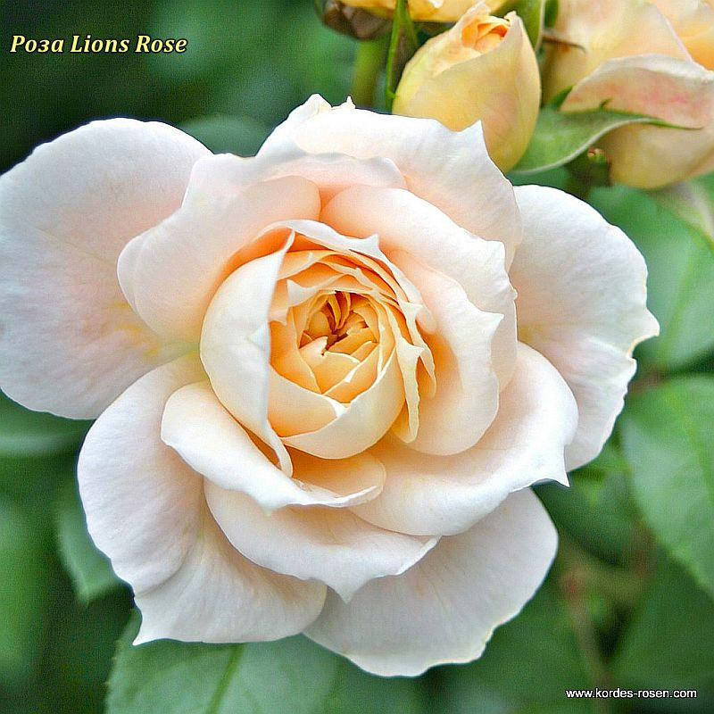 

Роза флорибунда Lions Rose (Лионс розе)