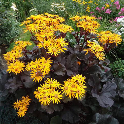 

Бузульник зубчатый Отелло (Ligularia dentata Othello) корневище
