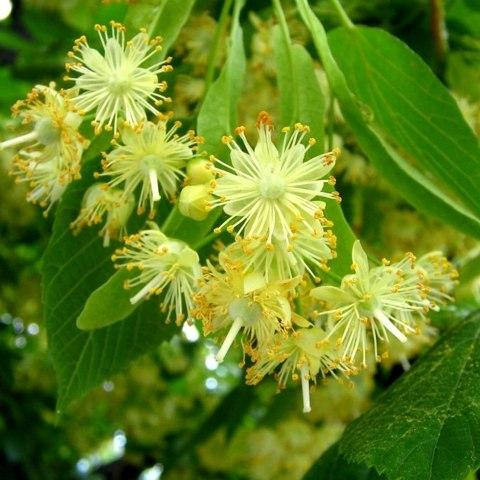 

Липа сердцелистная, Tilia cordata