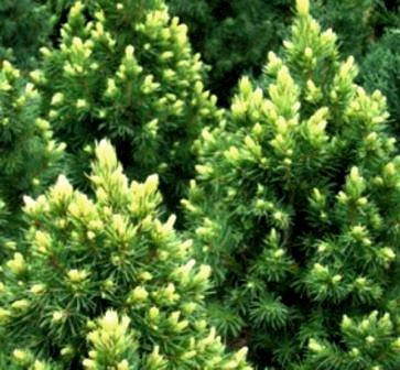 

Ель канадская Rainbow's End