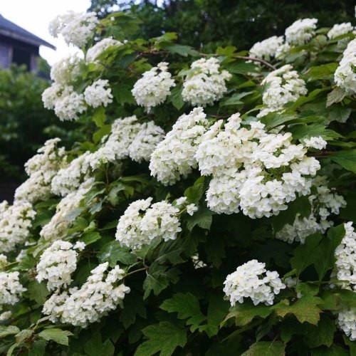 

Гортензія дуболиста Snowflake (саджанці)