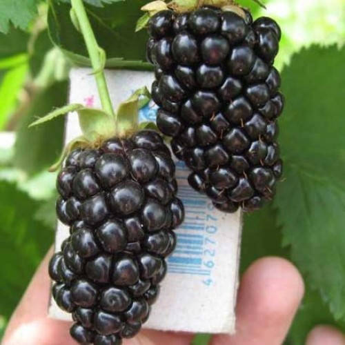 

Ежевика Натчез, ЗКС в горшках 0.8 л