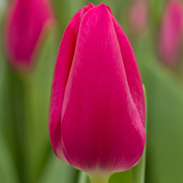 

Луковицы Тюльпан Pink Ardour, Розовый