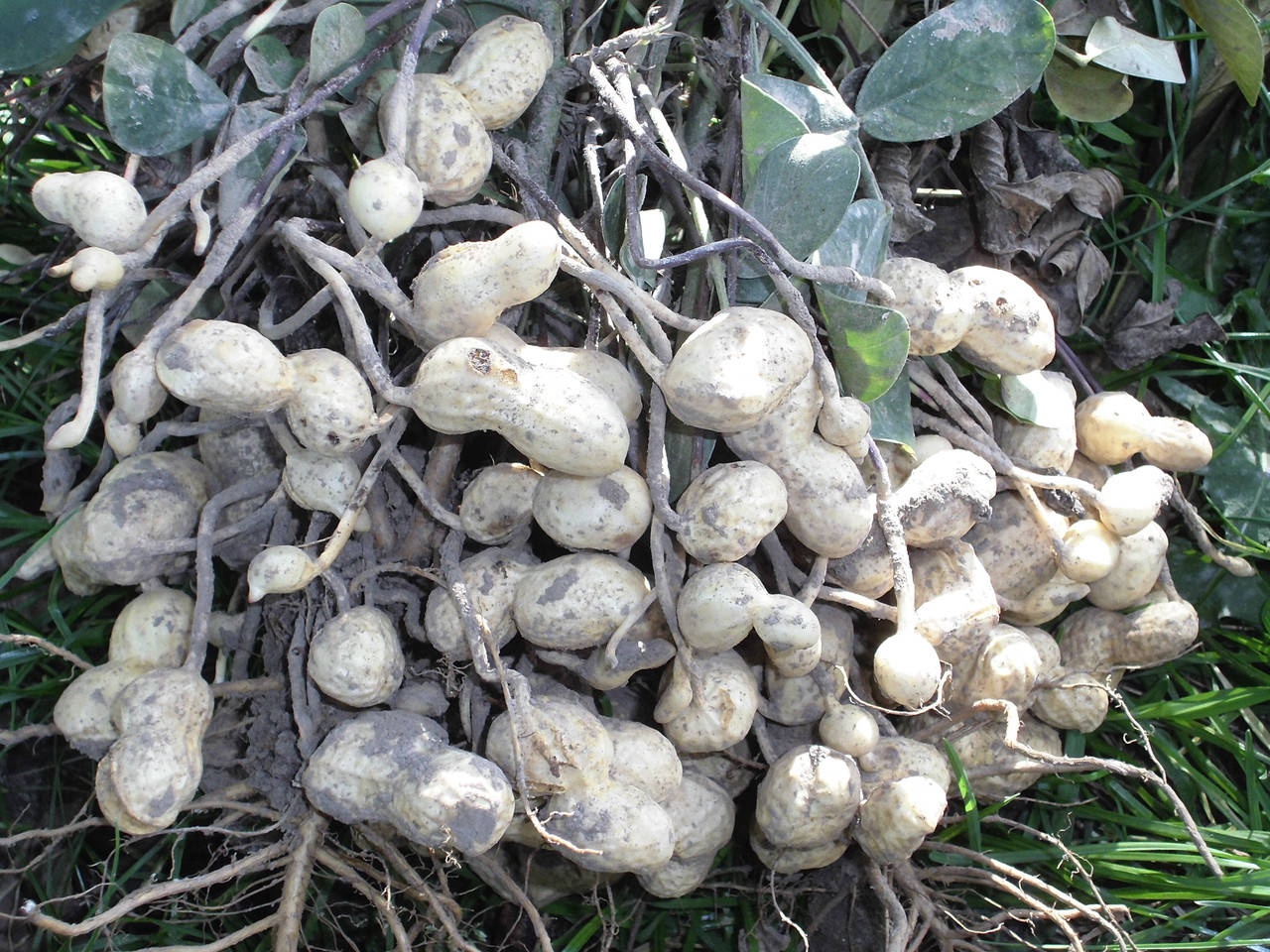 

Семена арахиса "Ява"