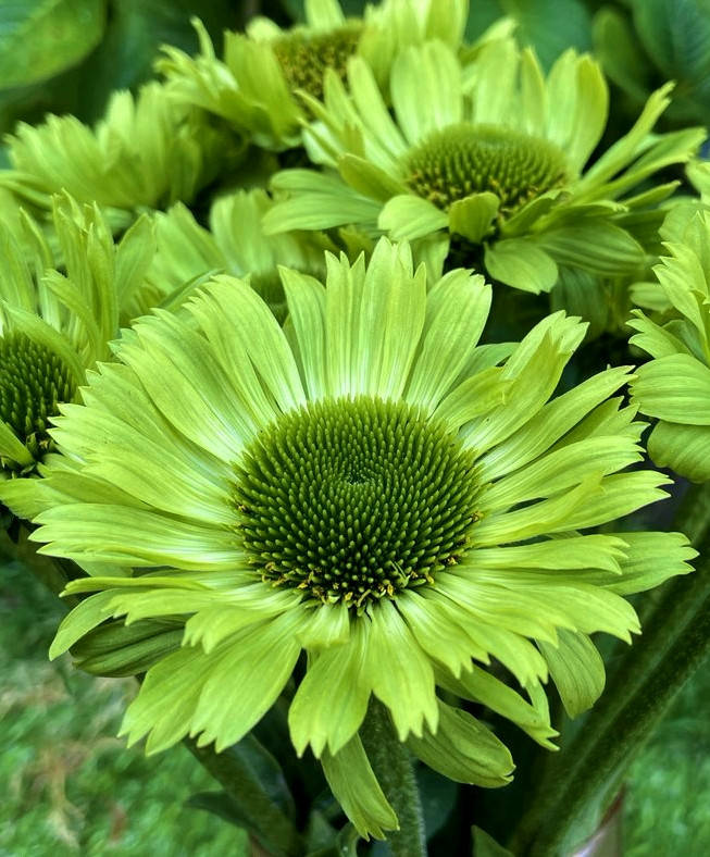

Эхинацея Грин Джевел \ Echinacea Green Jewel ( саженцы )