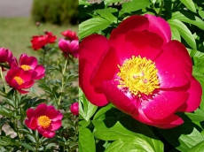 

Пион Scarlet O'Hara