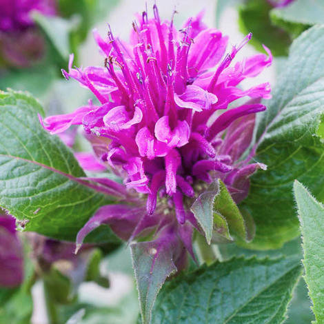 

Монарда фиолетовая, Monarda didyma