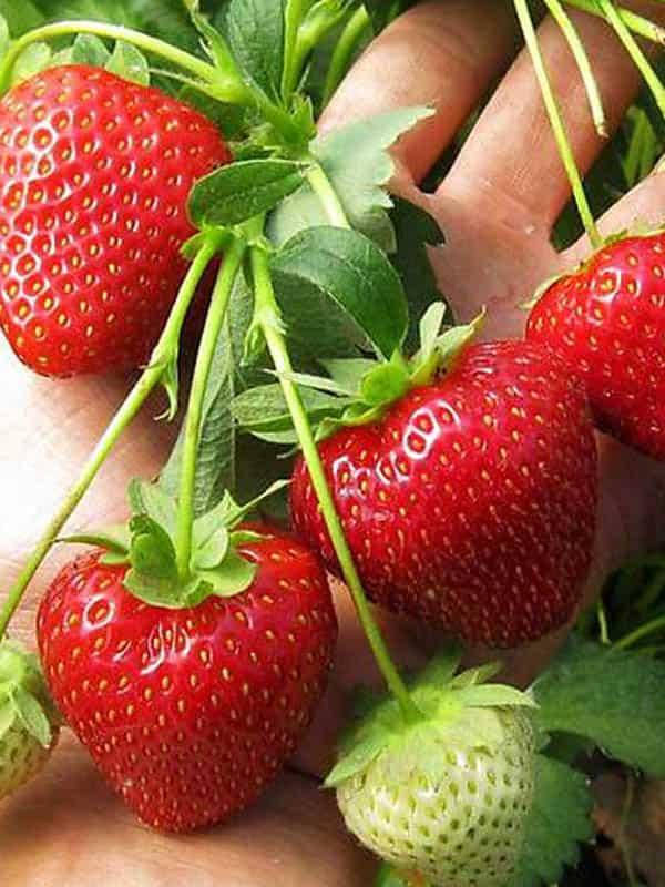 

Клубника 5шт. "Мальвина" (поздняя)