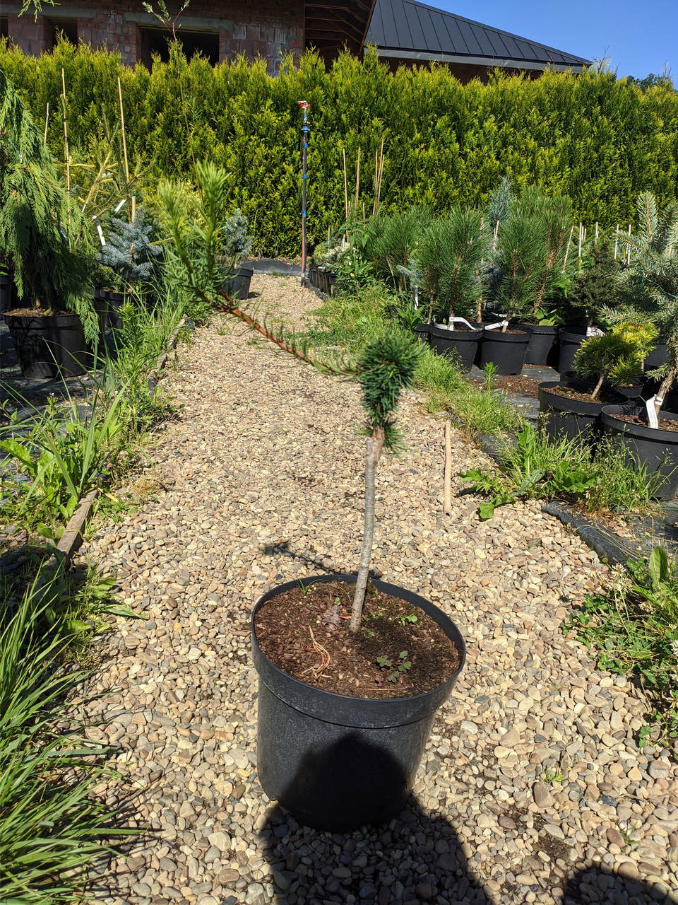 

Larix decidua Krejci C-5
