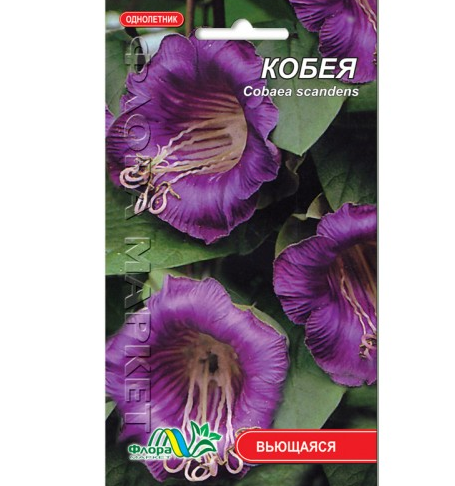 

Кобея фиолетовая цветы вьющееся однолетние, семена 0.3 г, Фиолетовый