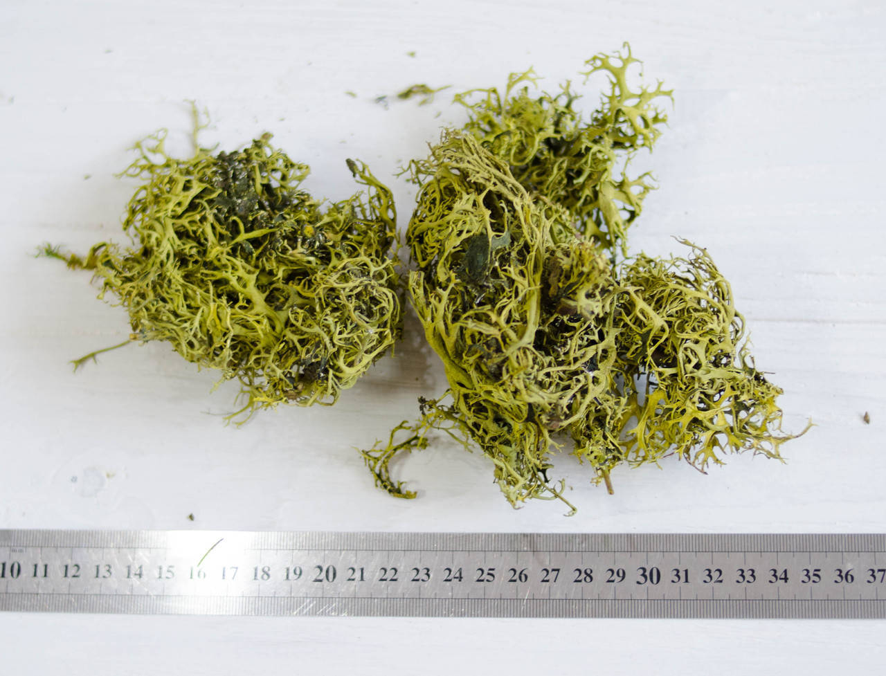 

Мох сушеный оливково-салатовый 20 г