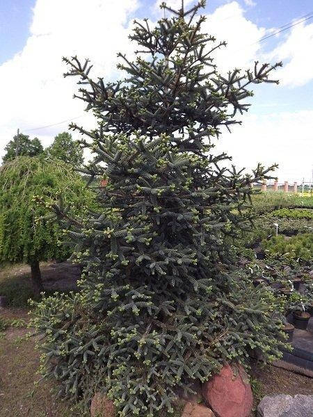 

Abies pinsapo Kelleris С-5