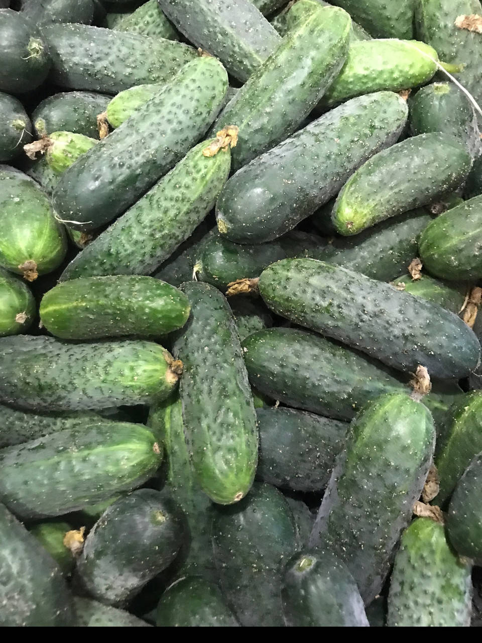 

Огурец колючий