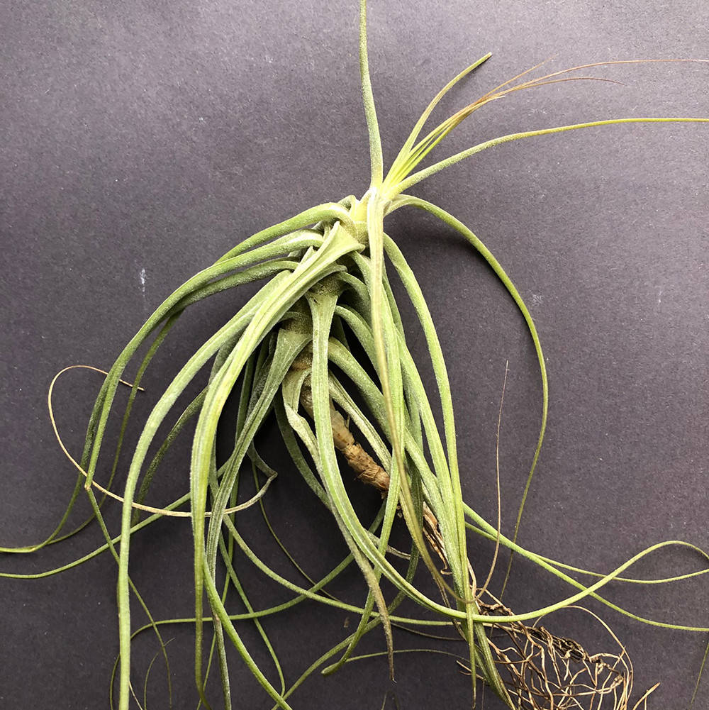 

Тилландсия атмосферная Шидеана (Tillandsia Schiedeana)