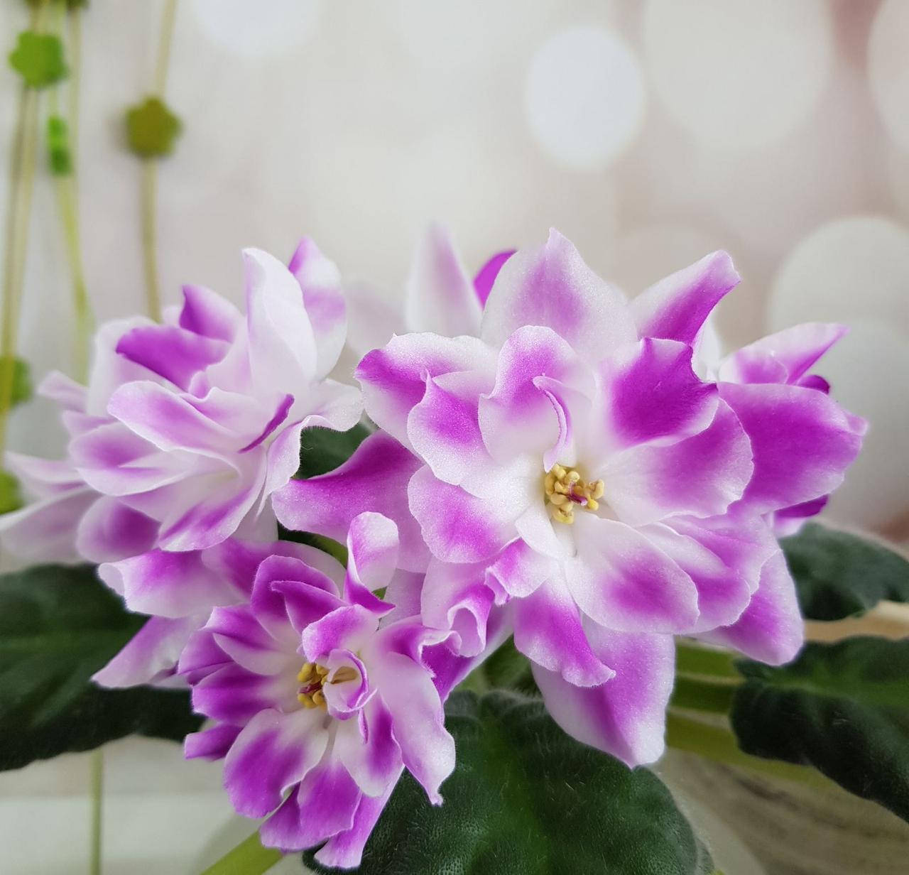 

Фиалка РС-Вавилон укорененный лист