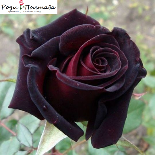 

Блек Баккара (Black Baccara)