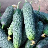 

Семена Огурец самоопыляющийся Мозаик F1 поштучно 10 семян Yuksel seeds