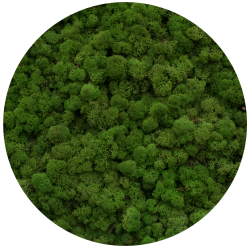 

Мох стабілізований 80 medium green. Мох для декорації, стабілізування. 100 грам