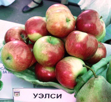

Яблоня Уелси