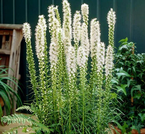 

Лиатрис белый