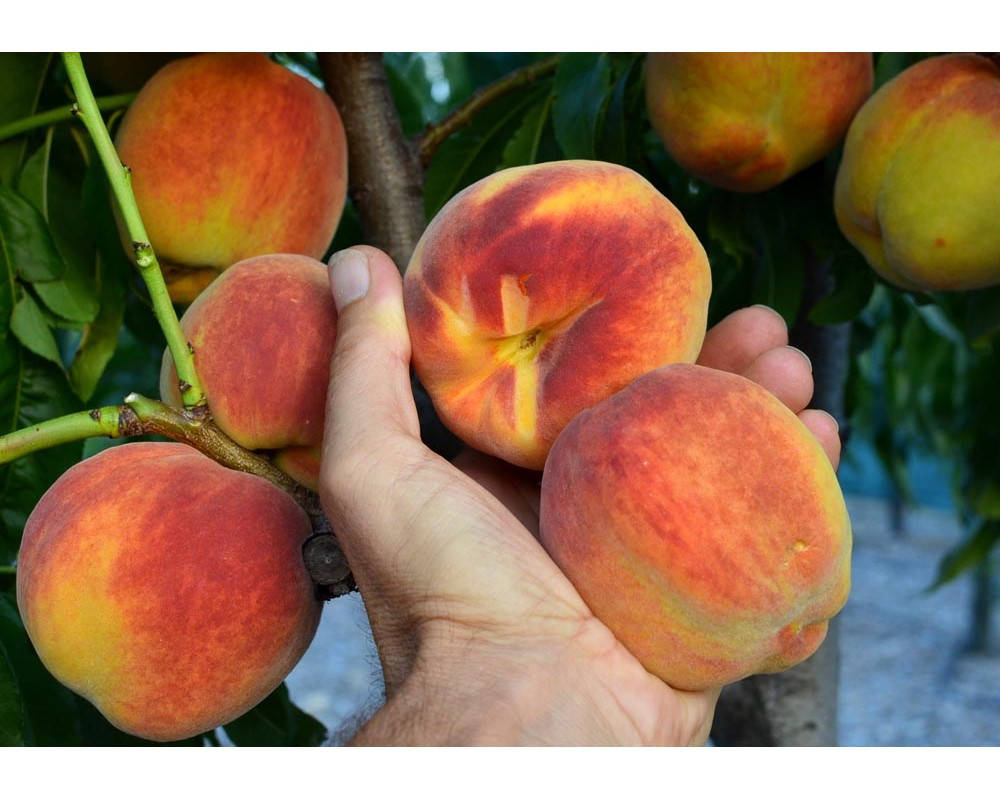 

Саженцы Персика Інка ('Inka')