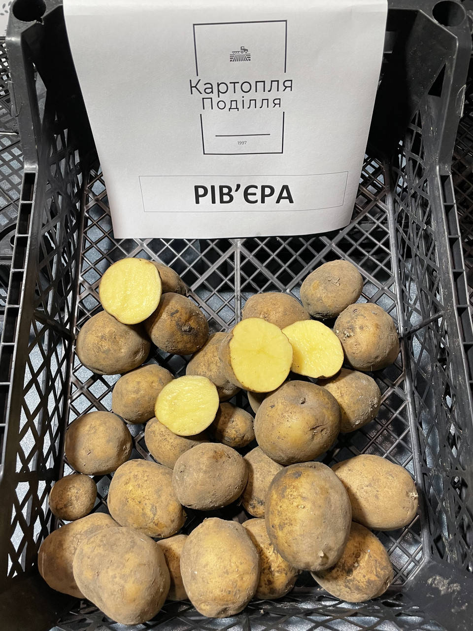 

Семенной картофель Ривьера, I-я репродукция