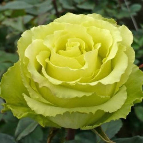 

Супер Грин (Super Green)