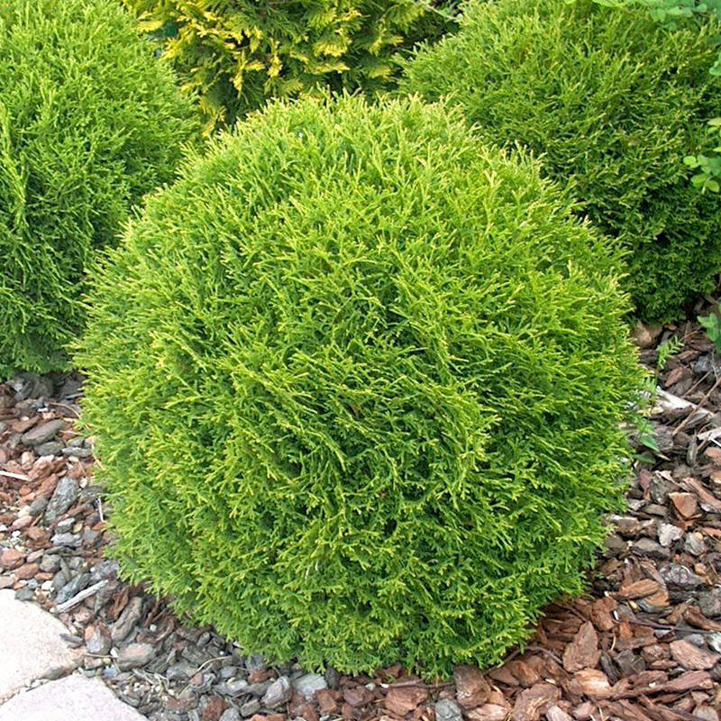

Саженцы Туи западной Мики (Thuja occidentalis Mecki) Р9