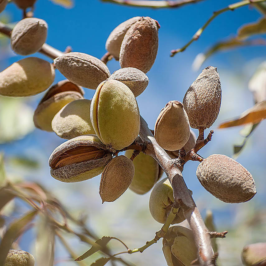 

Миндаль "Никитский 62" (Nikitsky 62)