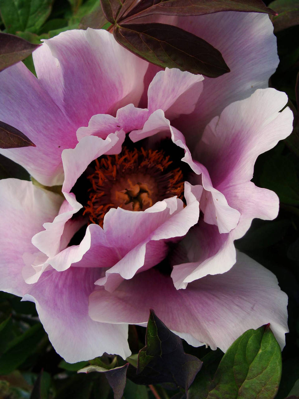 

Пион древовидный семена