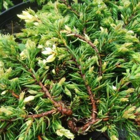 

Можжевельник Спотти Спайдер / С7,5 / Juniperus Spotty Spreader