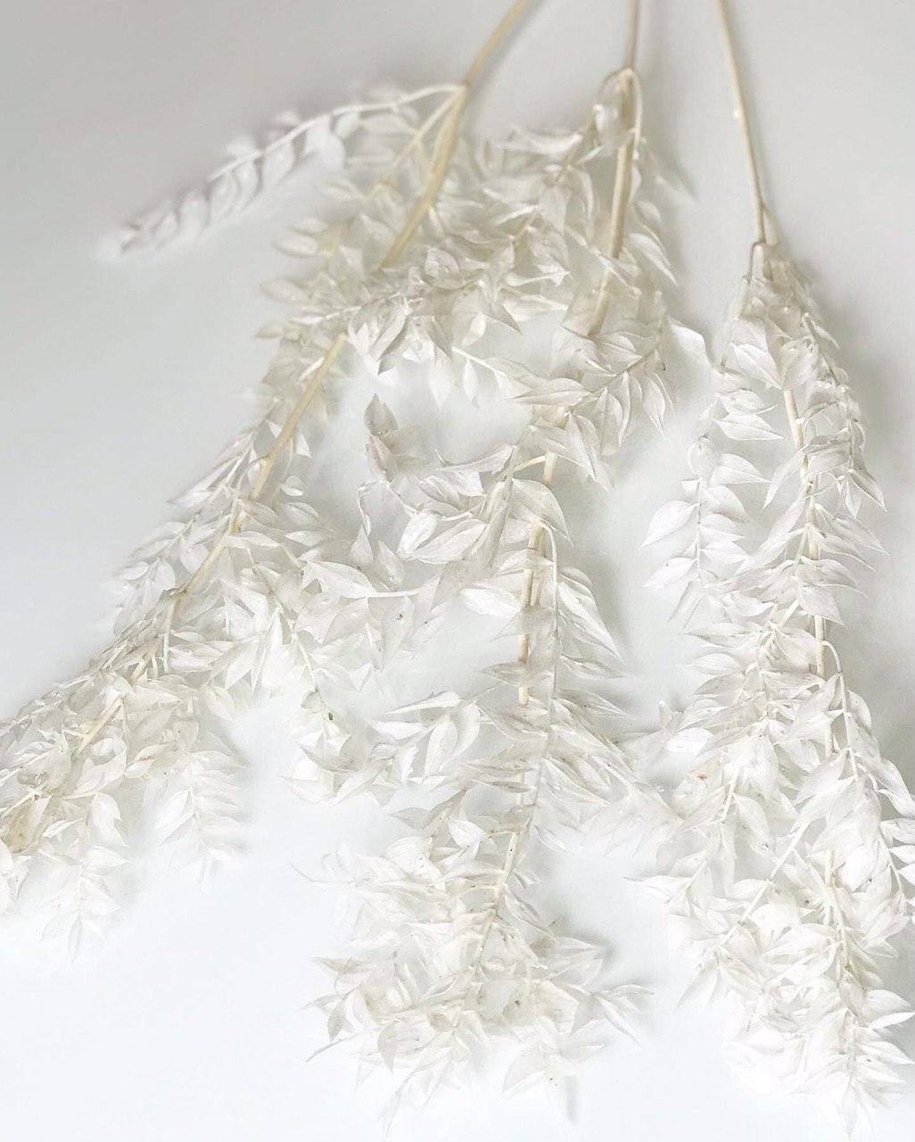 

Рускус белый