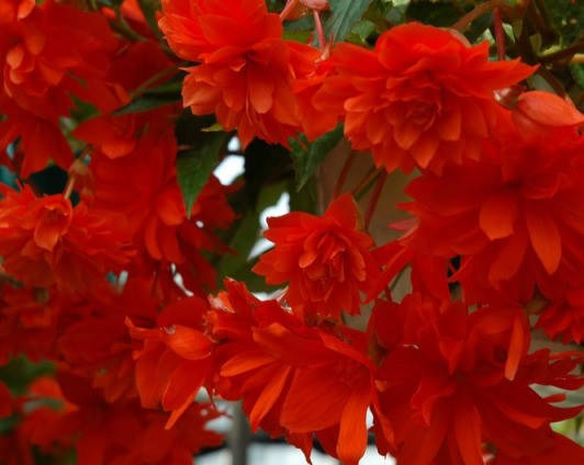 

Бегония ампельная Belleconia Hot Orange