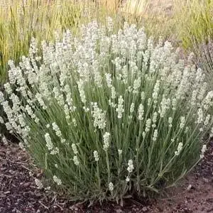 

Лаванда "EDELWEISS" / Саженцы