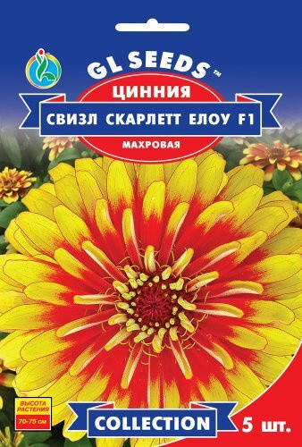

Цинния Свизл Скарлетт Еллоу F1 махровая шикарная экзотическая крупноцветковая, упаковка 5 шт семян