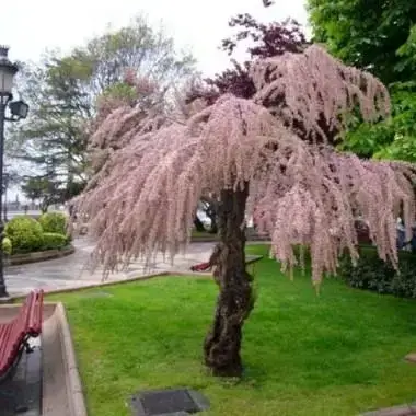 

Тамарикс / Саженцы