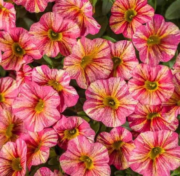 

Калибрахоа Superbells Tropical Sunrise рассада в горшке 300 мл