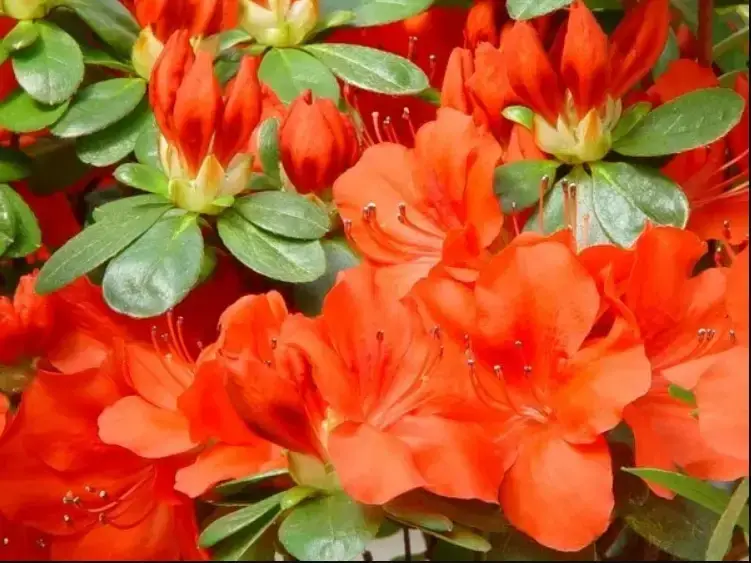 

Азалия Orange Оранж