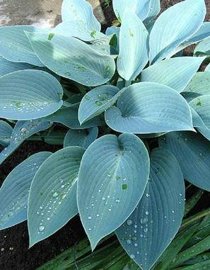 

Хоста Canadian Blue (Канадиан Блу) корневище
