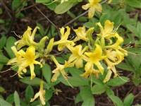 

Рододендрон желтый, азалия понтийская – Rhododendron luteum (L.) Sweet. В контейнерах Д12.